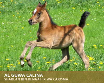 Al Guwa Calina